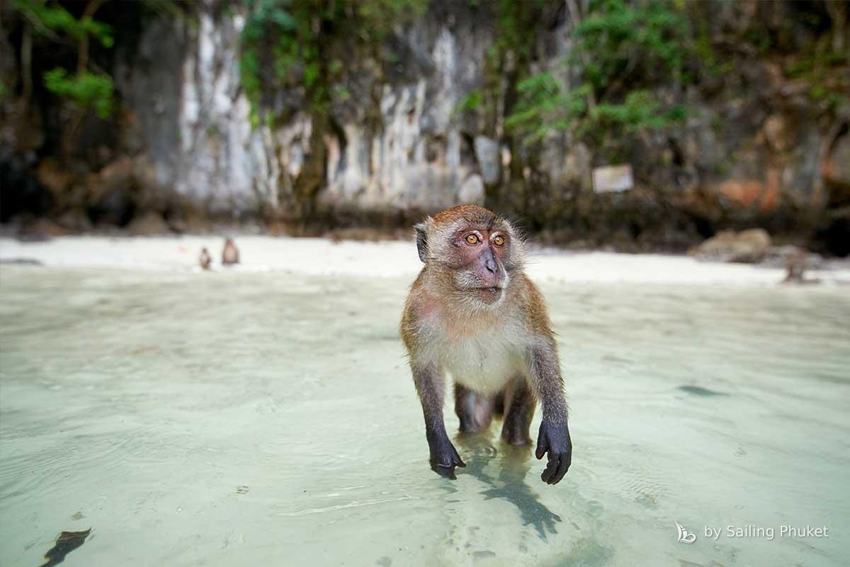 Monkey Beach, Phi Phi Don